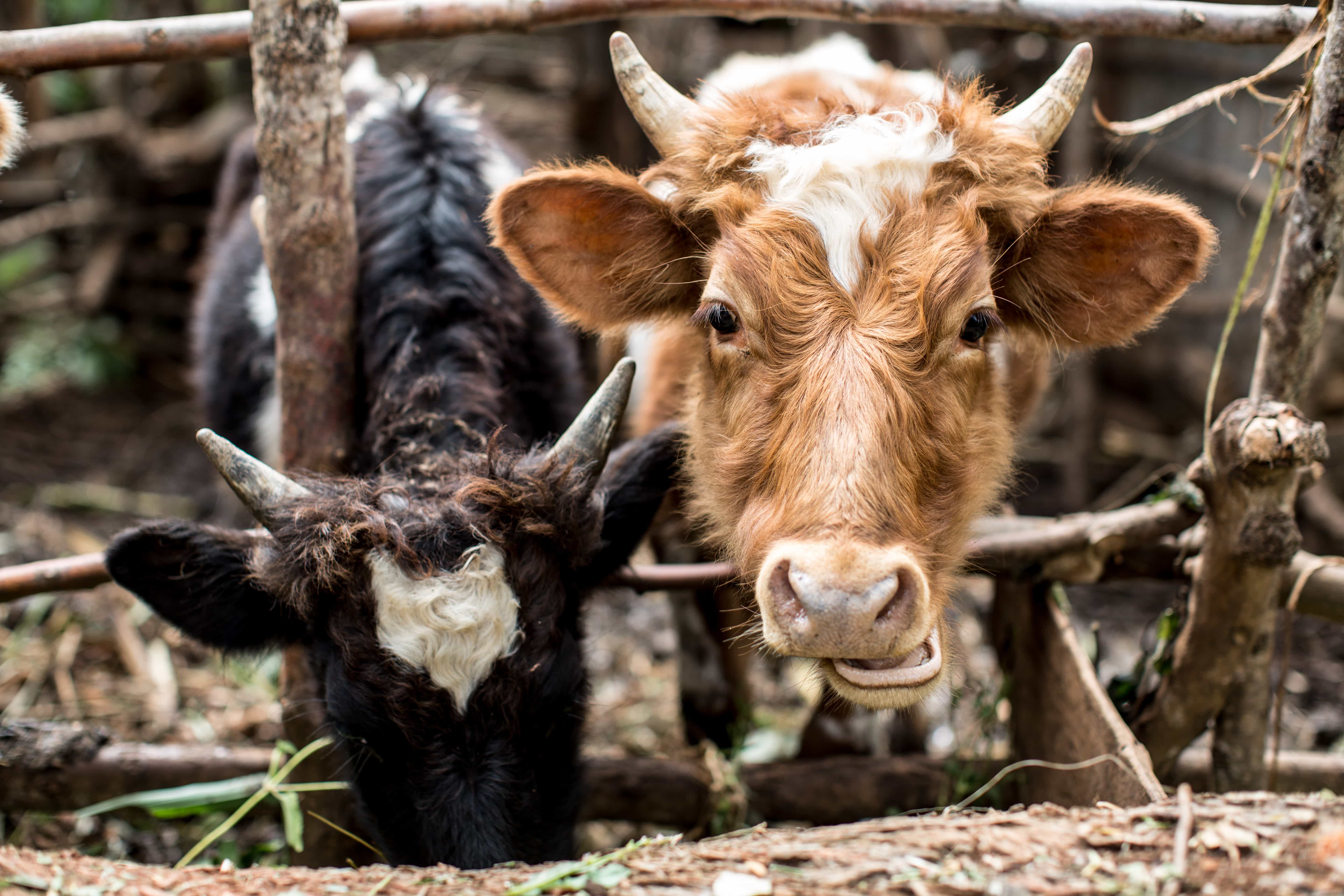 Cow in Kenya