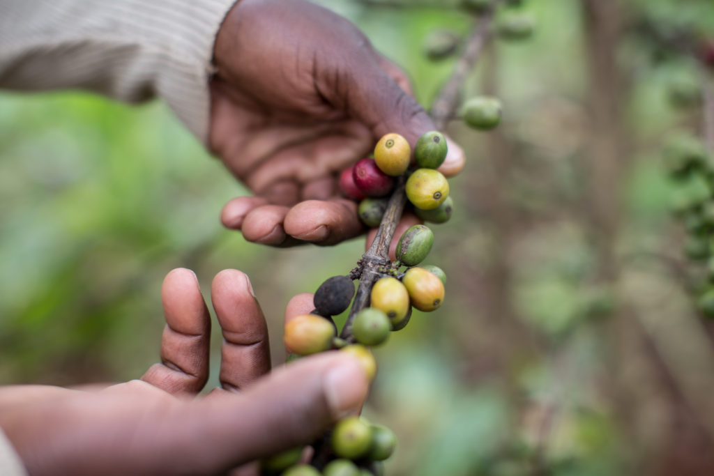 Coffee beans from Zoe Empowers farm