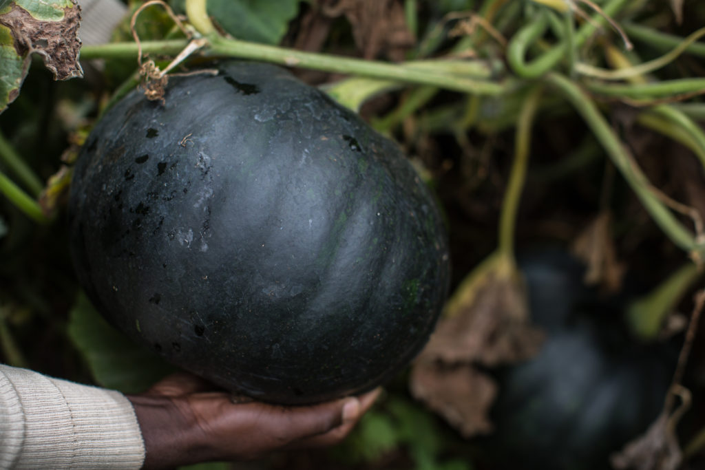 Kenya farm